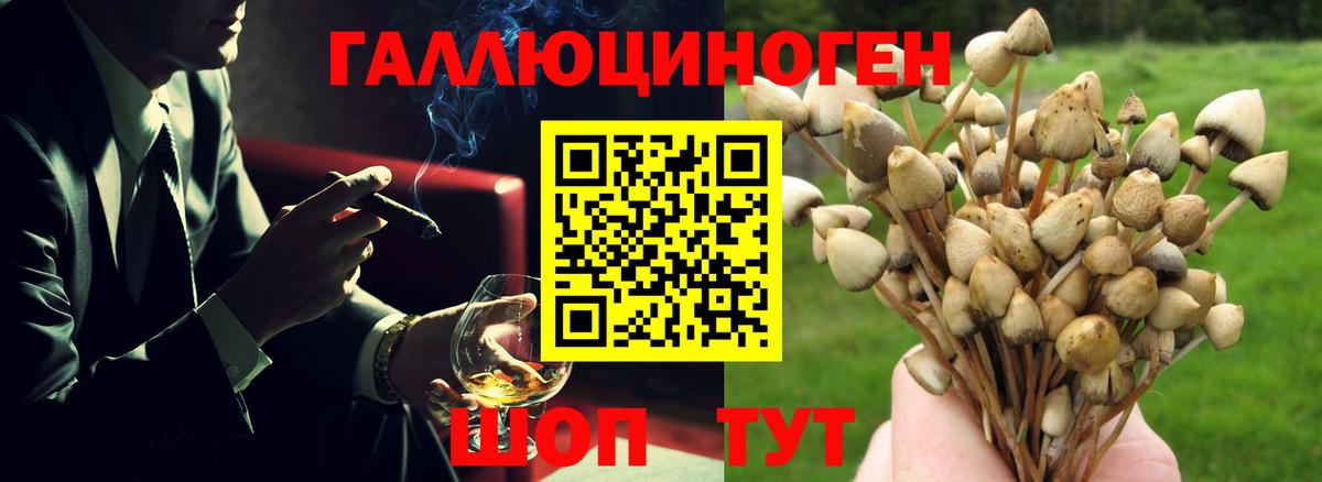 Галлюциногенные грибы Psilocybine cubensis Урюпинск